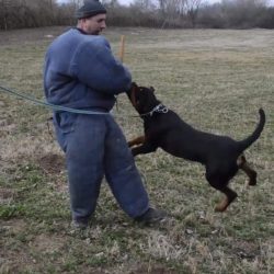 project-managenent-homeidealrottweiler project-managenent-homeidealrottweiler